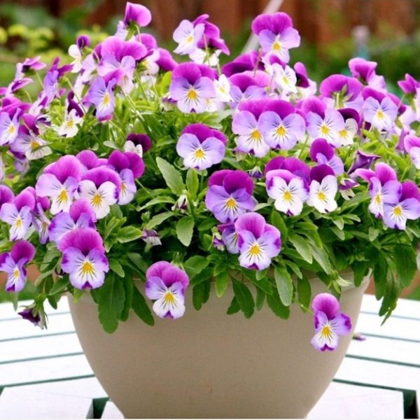 Các loại hoa dễ trồng trong chậu trang trí cho nhà thêm xinh