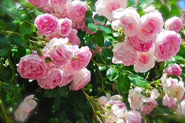 Các loại hoa hồng ngoại thơm nhất mọi thời đại!