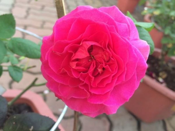 Các loại hoa hồng ngoại thơm nhất mọi thời đại!