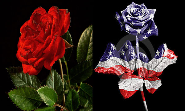 hoa hồng là quốc hoa của nước nào | Blog Cây Cảnh