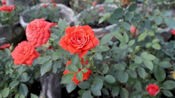 Ý nghĩa hoa hồng tỉ muội – hoa hồng đại diện cho tình thân
