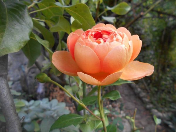 Các loại hoa hồng màu cam xinh xắn dễ trồng cho vườn nhà bạn