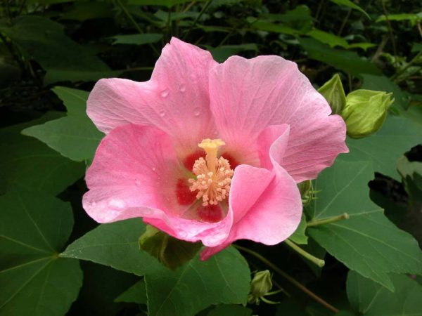Ý nghĩa của hoa phù dung – loài hoa mong manh
