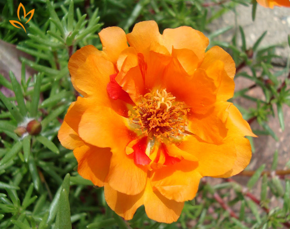 Các loại hoa màu cam cho vườn nhà thêm lung linh