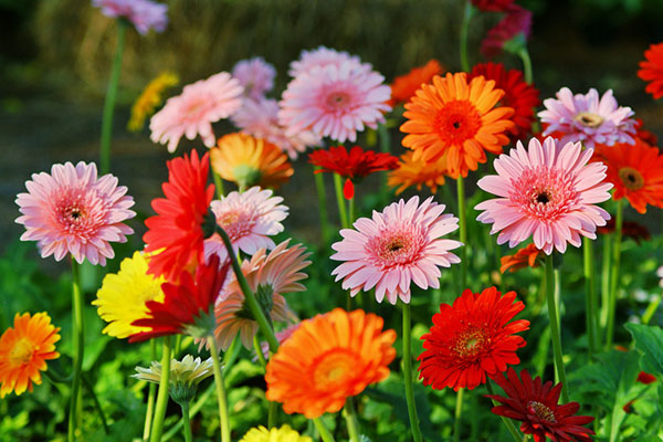 Các loại hoa nở vào mùa hè đẹp và dễ trồng