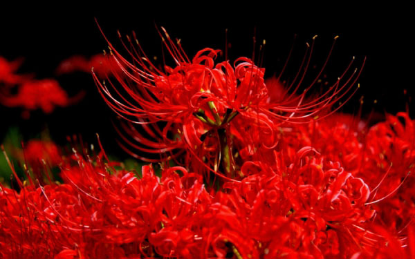 Ý nghĩa của hoa bỉ ngạn – loài hoa của sự phân ly