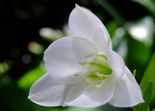 Ý nghĩa của hoa ngọc trâm – biểu tượng tuổi trẻ