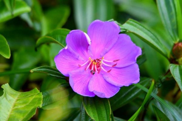 Ý nghĩa của hoa sim – loài hoa biểu tượng cho lòng chung thuỷ