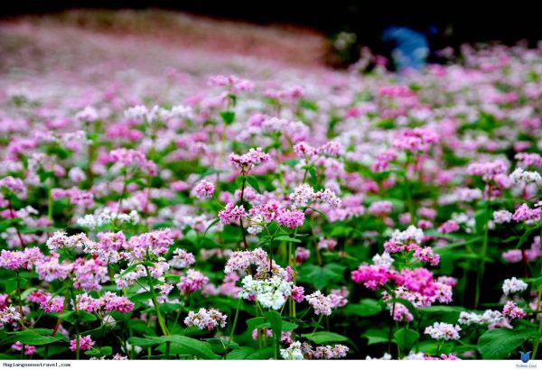 Ý nghĩa của hoa tam giác mạch – vẻ đẹp nơi núi rừng Hà Giang
