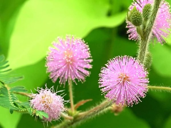 Ý nghĩa hoa trinh nữ – loài hoa thẹn thùng e ấp