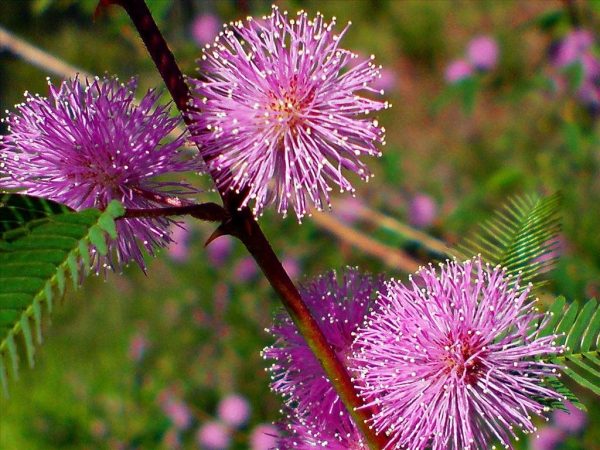 Ý nghĩa hoa trinh nữ - loài hoa thẹn thùng e ấp