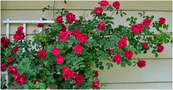 Cách chăm sóc hoa hồng leo đẹp thơm 4 mùa