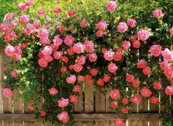 Cách chăm sóc hoa hồng leo đẹp thơm 4 mùa
