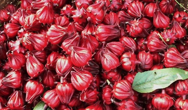 7 tác dụng thần kỳ của hoa atiso đỏ đối với sức khoẻ