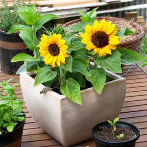 Đặc điểm và cách chăm sóc hoa hướng dương