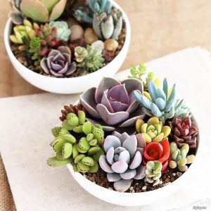 Gợi ý cây hợp tuổi Dậu được nhiều người yêu thích