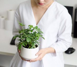 Ý nghĩa của cây chân chim trong phong thuỷ