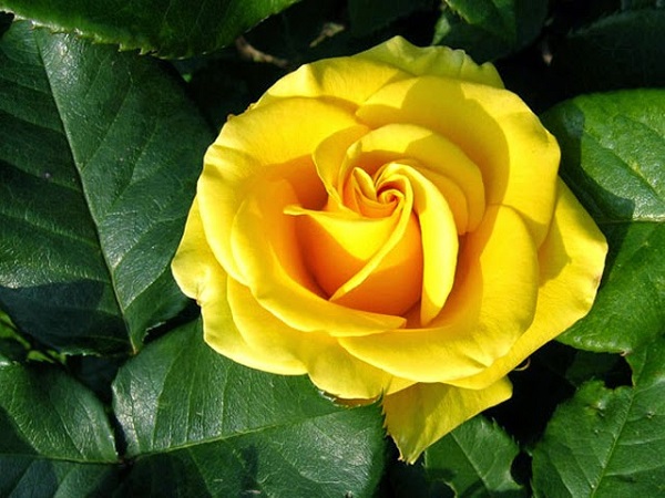 Ý nghĩa của hoa hồng vàng trong tình yêu và cuộc sống