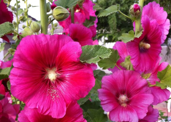 Đặc điểm và cách chăm sóc hoa mãn đình hồng