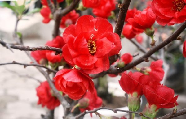 Những loại hoa màu đỏ đẹp nhất mang lại may mắn và tài lộc