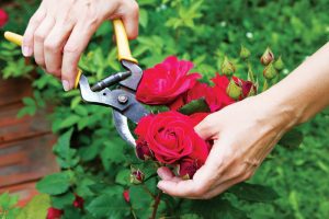 Mách bạn cách làm cho hoa hồng nở to