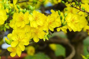 Ý nghĩa các loài hoa chưng Tết